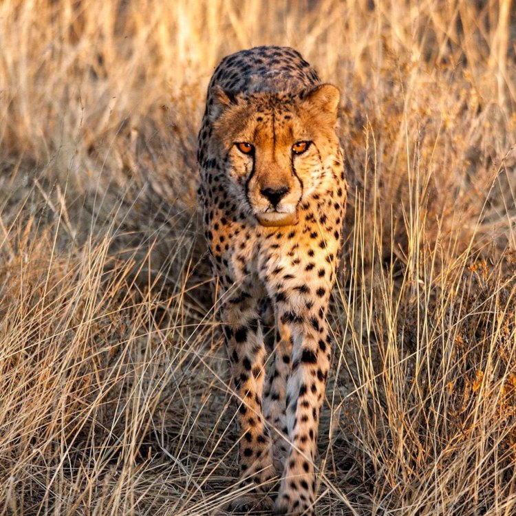The Graceful and Fierce Cheetah: The Fastest Land Animal on Earth