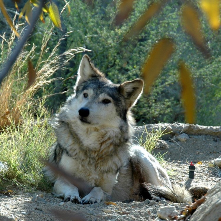 The Elusive Desert Wolf: Adaptations for Survival in the Harsh Desert