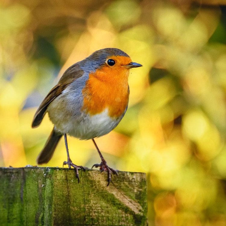 Uncovering the Mysterious World of the Enchanting Robin Bird
