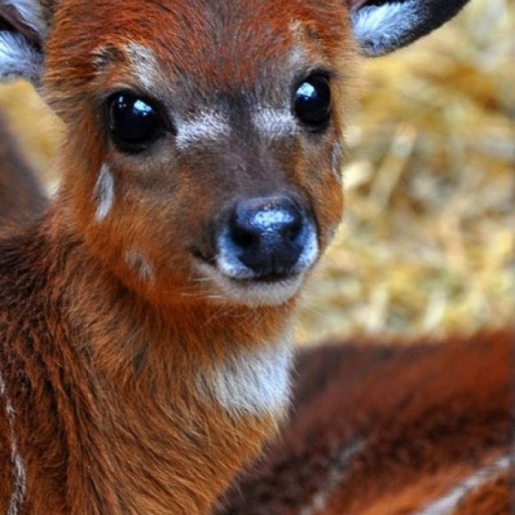 The Majestic Deer: A Closer Look at These Graceful Creatures