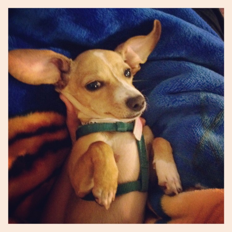 A Perfect Mix: The Fascinating Chiweenie