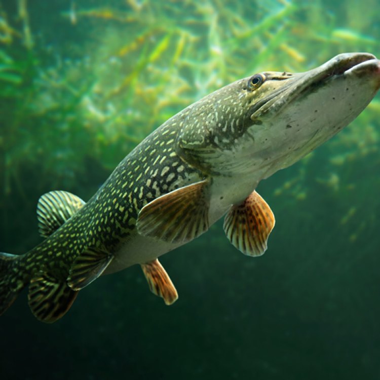 The Mighty Pike Fish: Top Carnivore of Freshwater Habitats