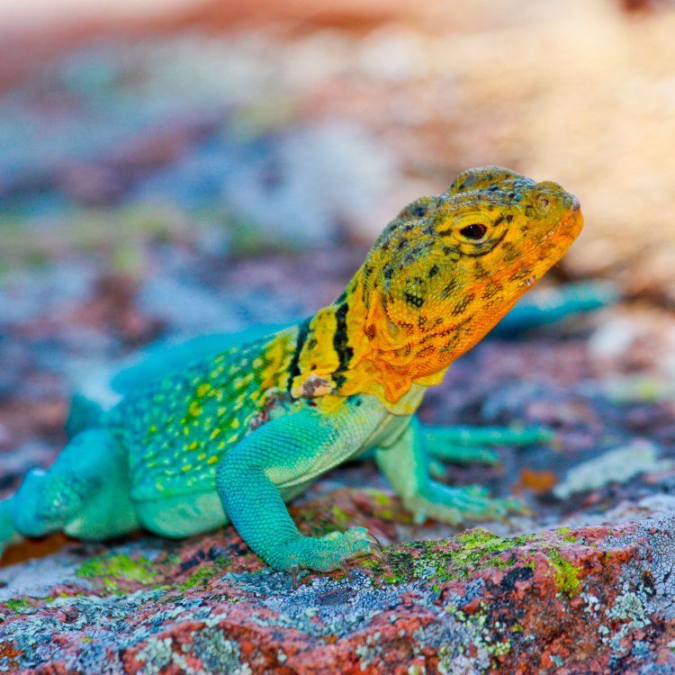 Discovering the Mysterious World of Lizards