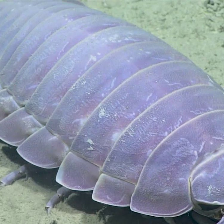 The Fascinating Giant Isopod: A Deep Sea Scavenger
