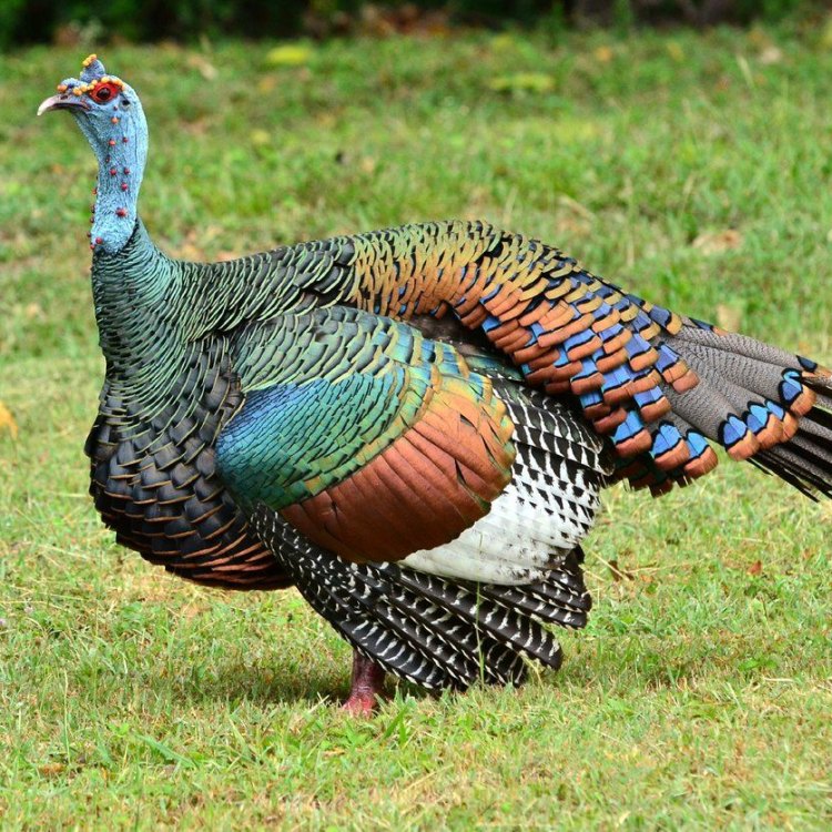 The Fascinating World of Turkeys: A Look into One of North America's Most Iconic Birds