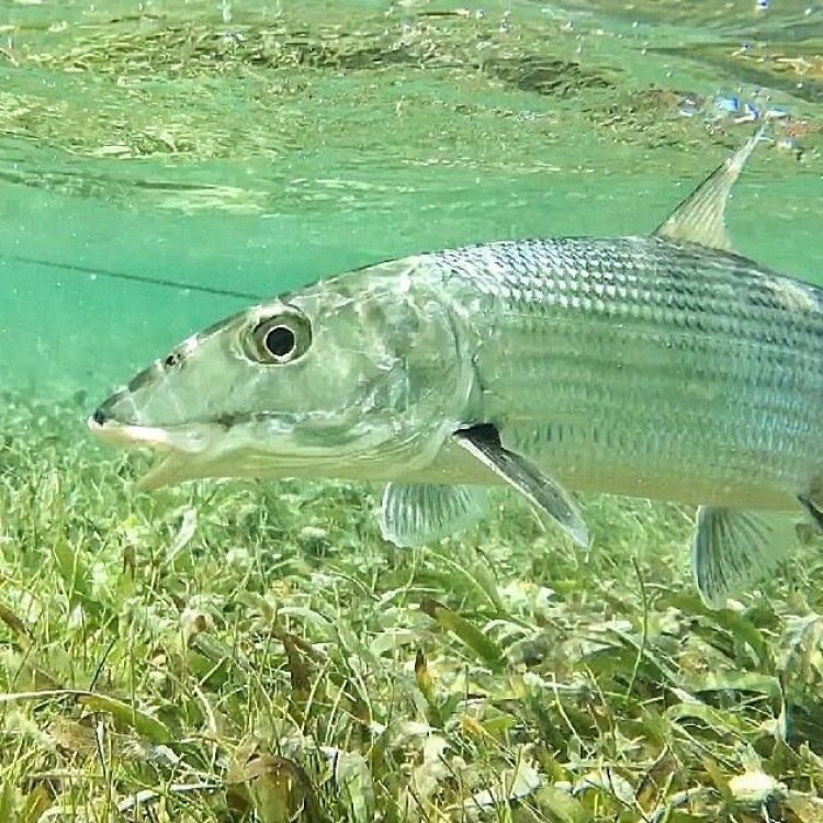 The Mysterious Bonefish: A Jewel of the Sea