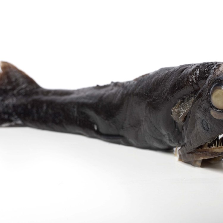 The Enigmatic Stoplight Loosejaw: An Exquisite Deep-sea Predator