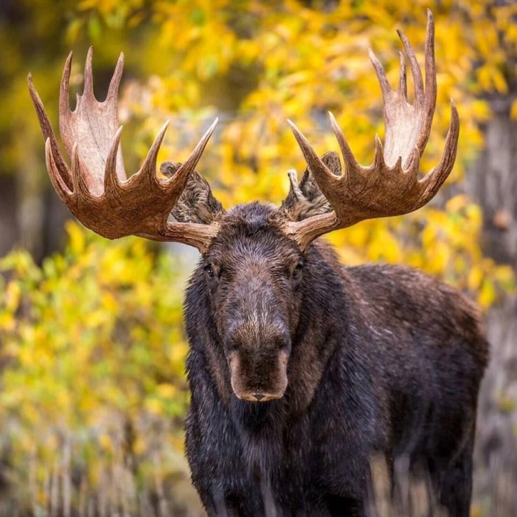 Mighty Moose: The King of the Northern Forests