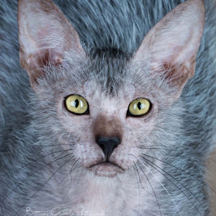 The Unique and Mysterious Lykoi Cat: The Werewolf of the Cat World