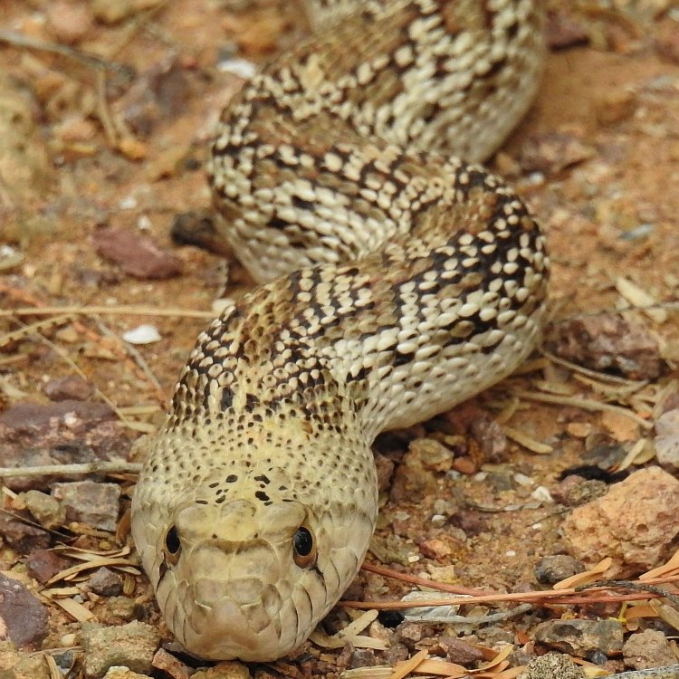 The Versatile Gopher Snake: A Master of Adaptation