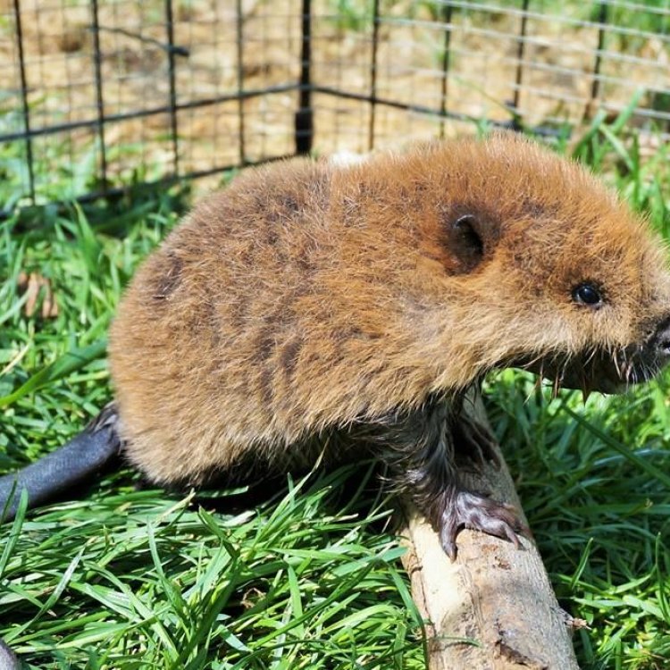 Mighty Mountain Beaver: The Hidden Rodent of the Pacific Northwest