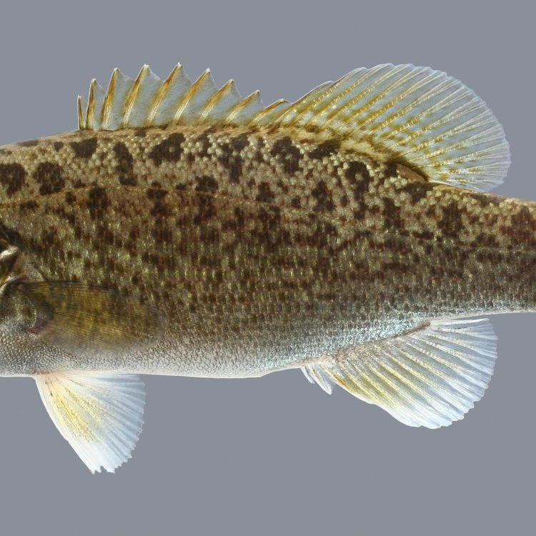 The Fascinating World of Smallmouth Bass