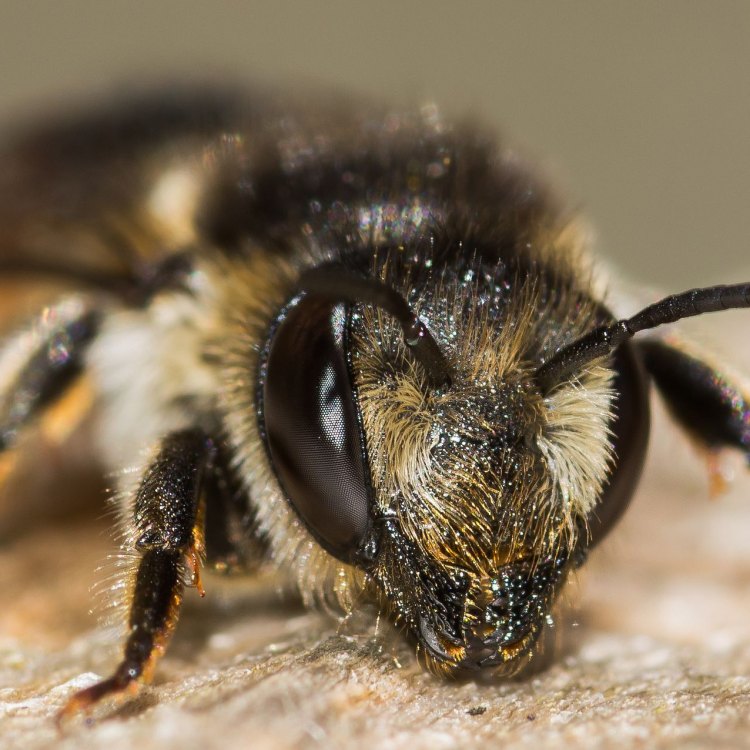Intriguing Facts About the Leafcutter Bee: A Master of Precision and Resourcefulness