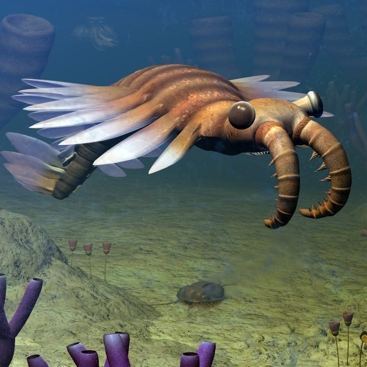 The Mysterious Anomalocaris: An Ancient Sea Predator