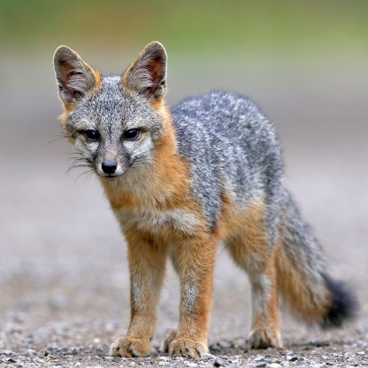 The Secretive and Adaptive Gray Fox: A Must-Discover Animal of North and Central America
