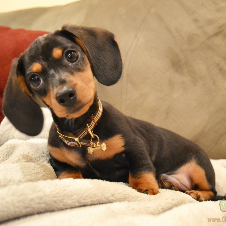 The Curious Case of the Dachshund: The Little Dog with a Big Personality