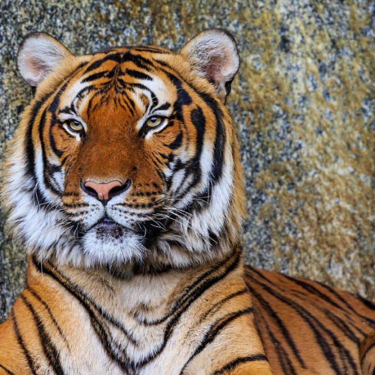 Panthera tigris corbetti