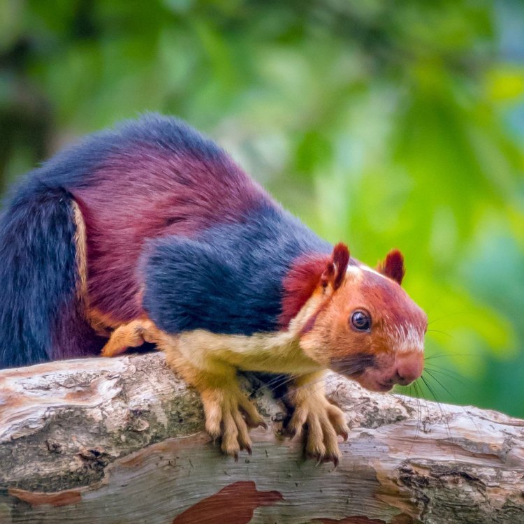 The Indian Giant Squirrel: A Majestic Creature of the Forest