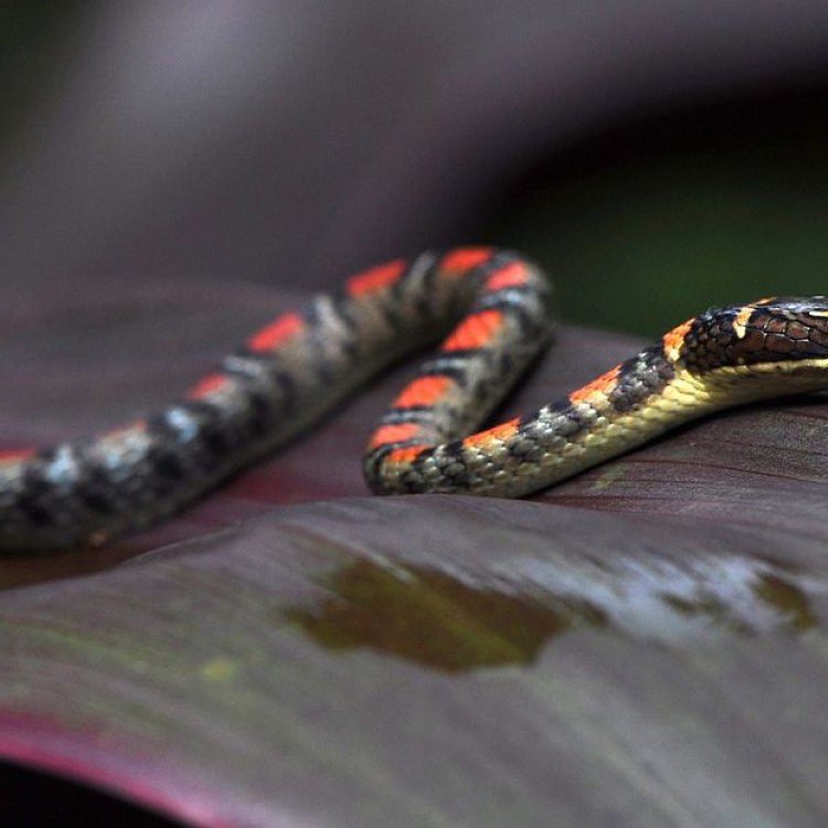 The Fascinating World of the Flying Snake
