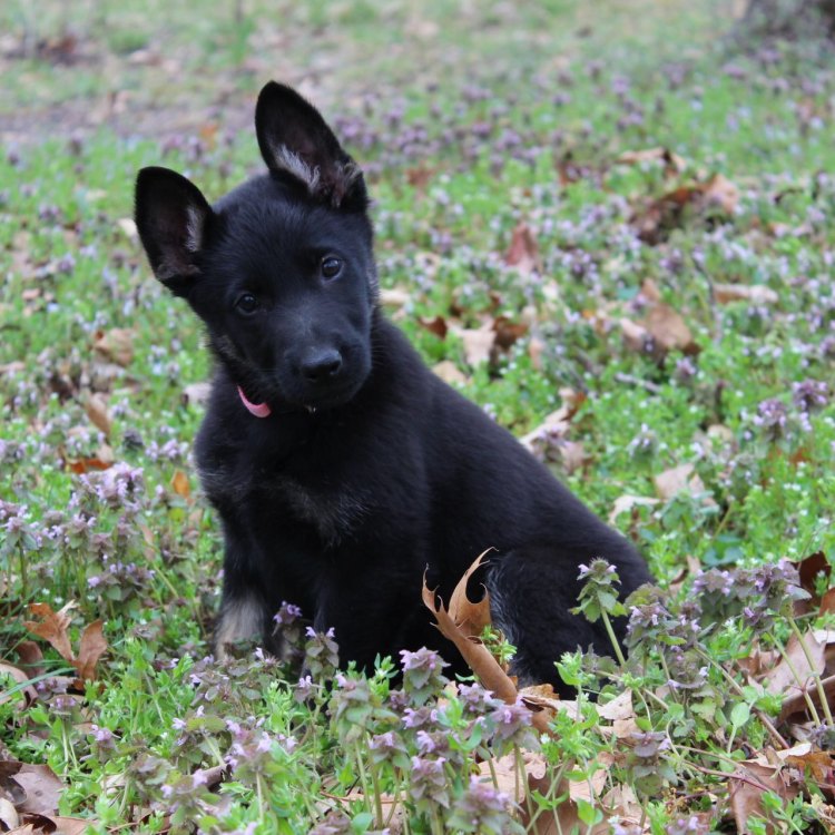 The Mighty German Sheppit: A Versatile Canine Companion