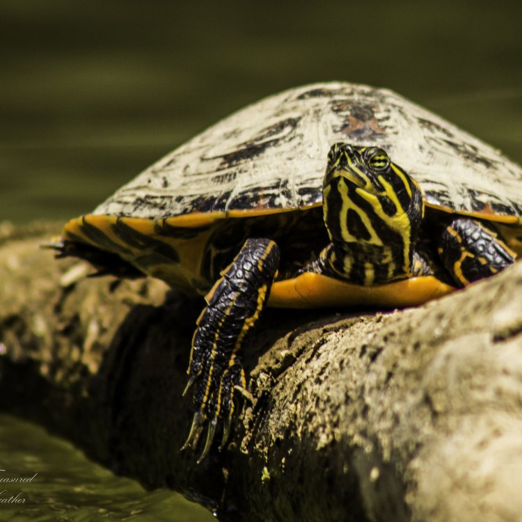 The Fascinating World of River Turtles: Exploring the Life of the Red-eared Slider