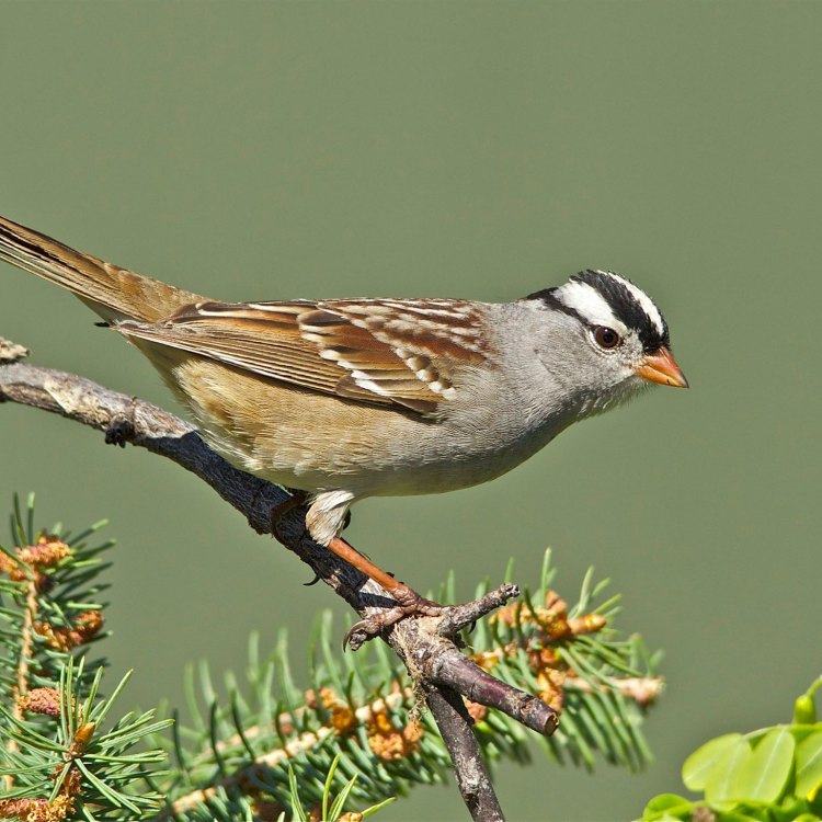 The Small but Mighty White Crowned Sparrow: A Common Yet Fascinating Bird