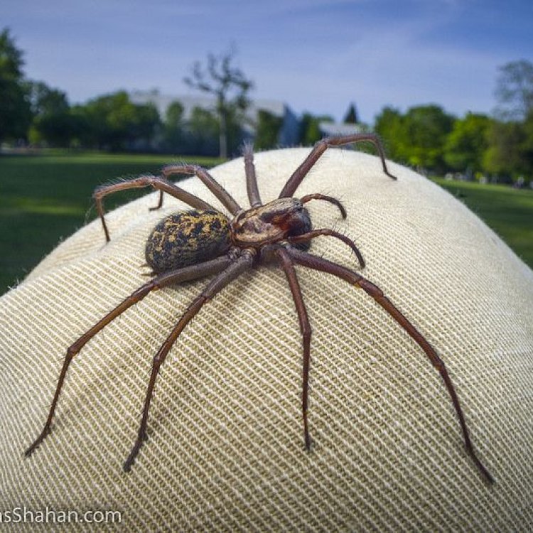 The Fascinating World of the Giant House Spider