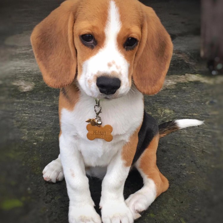 The Misunderstood Beagle: Uncovering the Truth About This Popular Breed