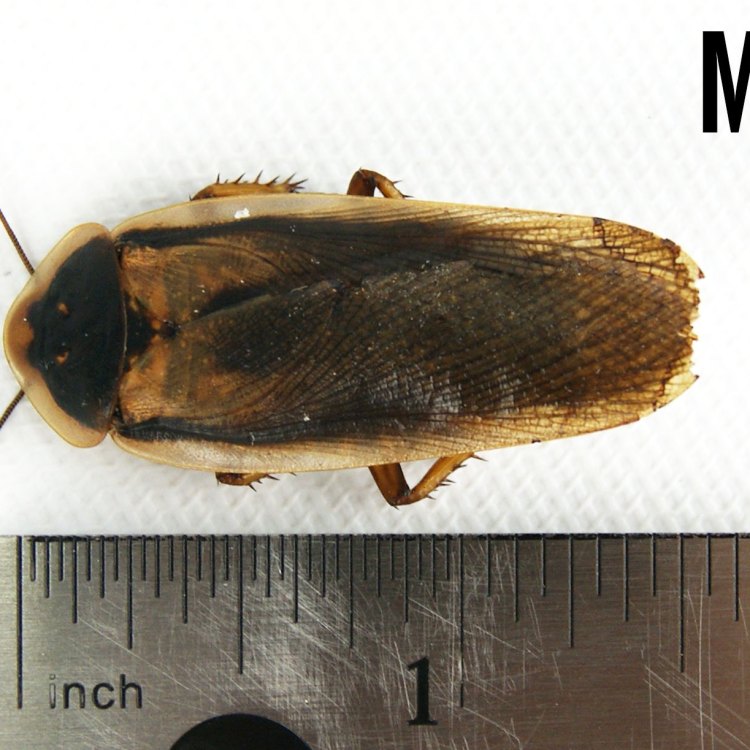 The Fascinating World of the Dubia Cockroach: A Detritivore Adapted for Life in the Rainforest