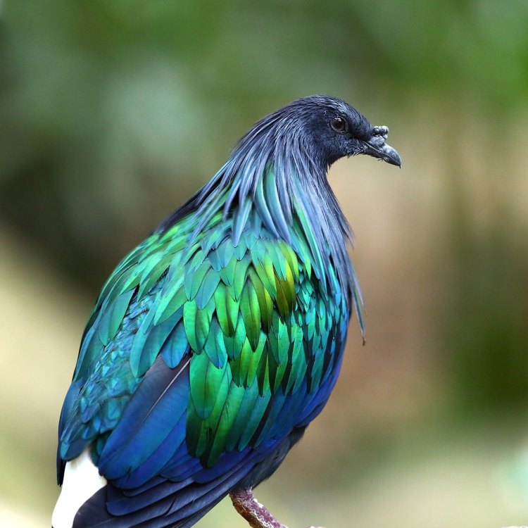 The Enchanting Nicobar Pigeon: A Rare Gem in the Tropical Forests