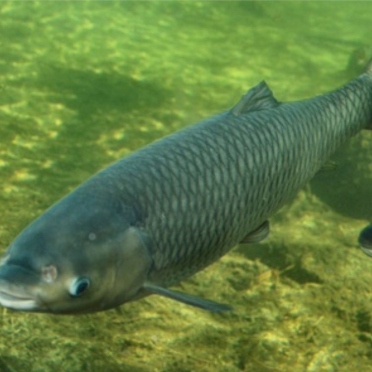 The Unique and Fascinating Grass Carp: A Story of Adaptation and Conservation