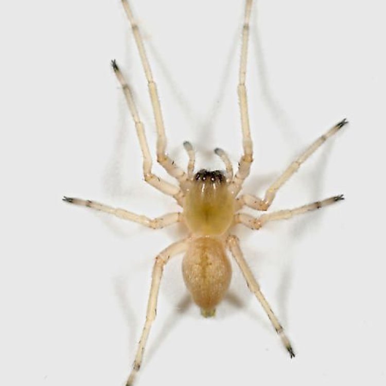 The Fascinating World of the Yellow Sac Spider