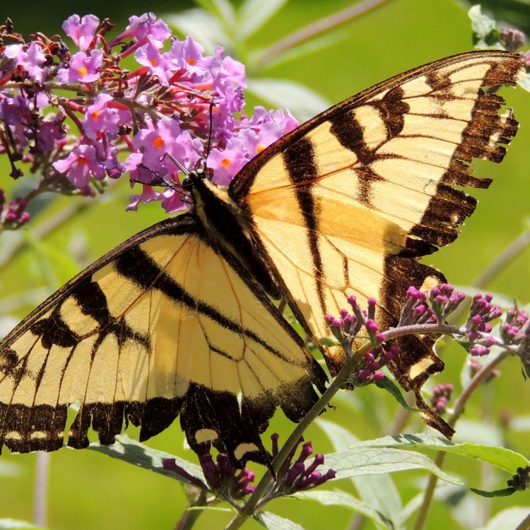 The Magnificent Swallowtail Butterfly: A Master of Color and Flight