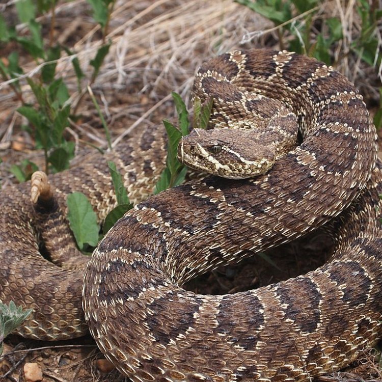 The Mysterious and Misunderstood Prairie Rattlesnake: Exploring the Beauty and Complexity of Nature