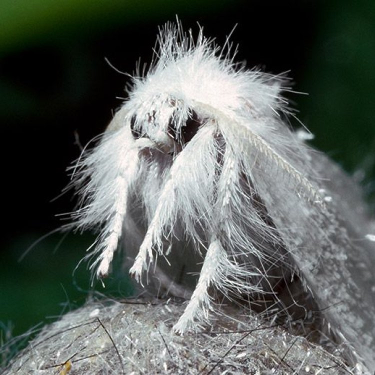 The Fascinating World of the Gypsy Moth