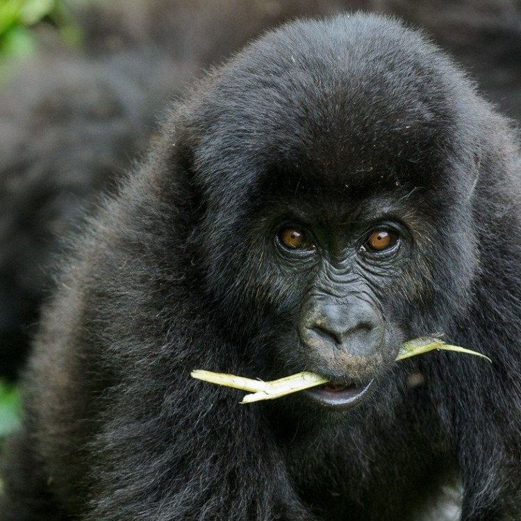 The Majestic Eastern Lowland Gorilla: A Primate of the Rainforest