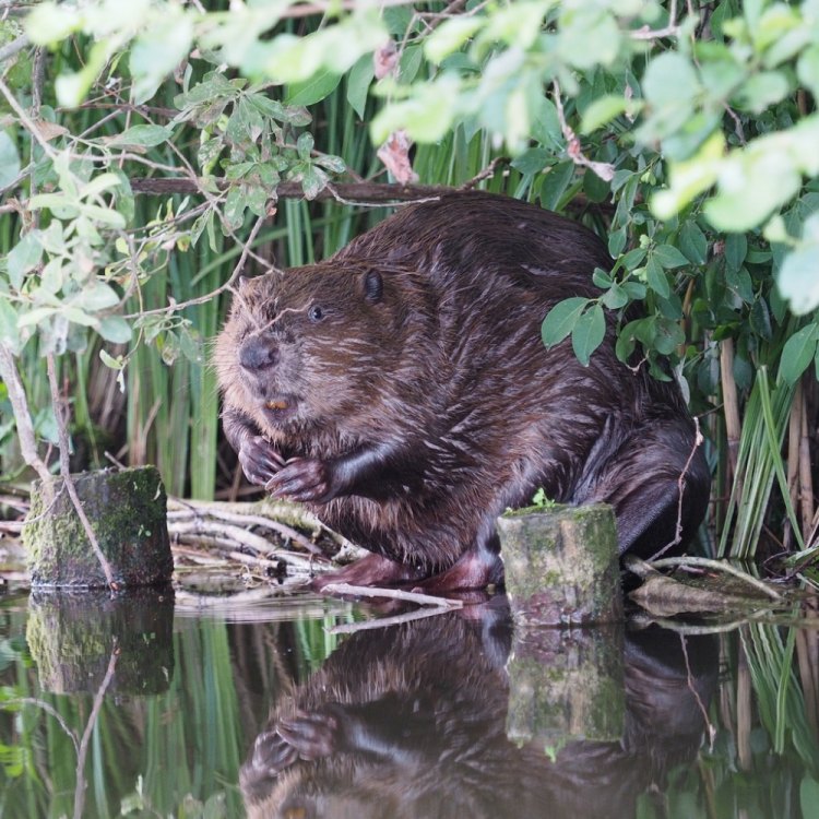 The Amazing World of the Eurasian Beaver: A Fascinating Aquatic Mammal