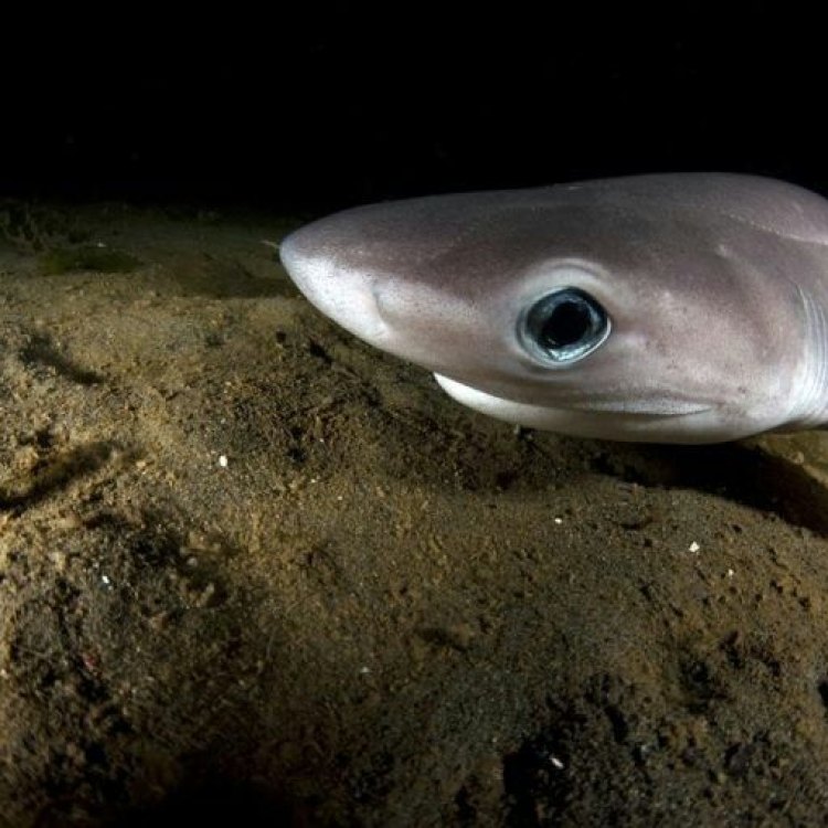Sixgill Shark: Exploring the Secrets of the Deep-sea Predator