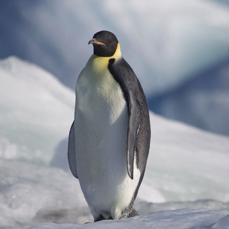 The Mighty Emperor Penguin: A True Antarctic Survivor
