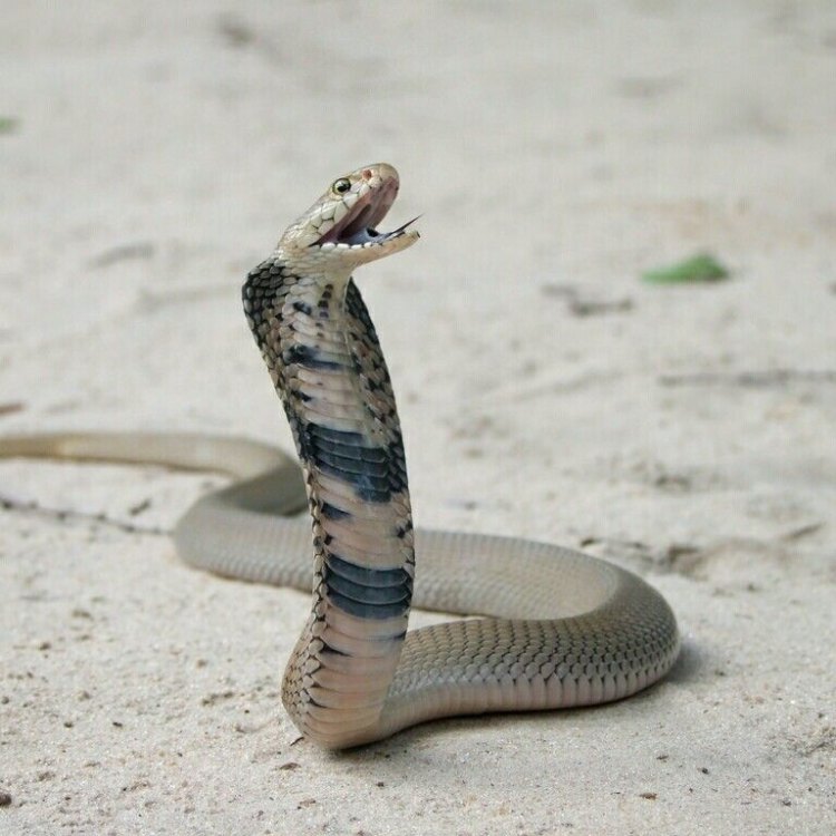 The Elusive and Deadly Mozambique Spitting Cobra: Exploring the Fascinating World of the Naja mossambica