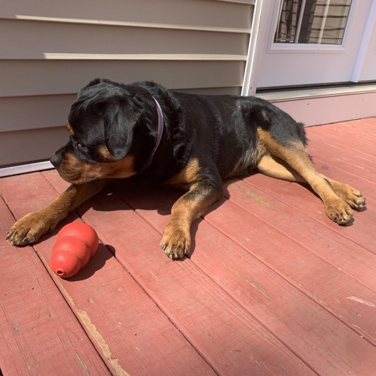 Harnessing the Power of the Mighty Rottweiler Mix: A Loyal and Versatile Companion