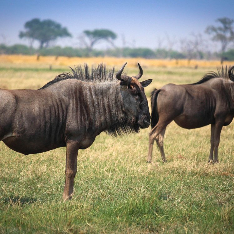 The Magnificent Wildebeest: A Marvel of the African Savanna