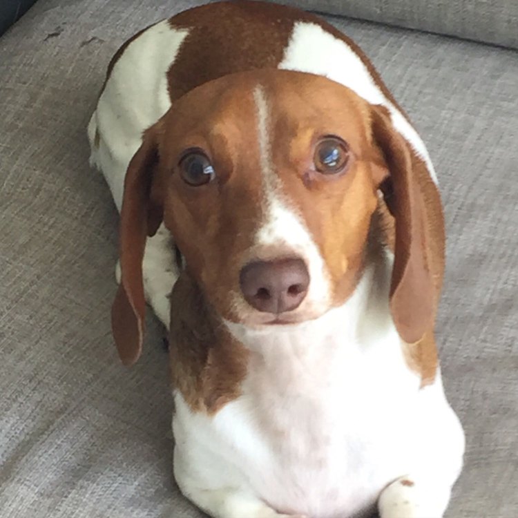 The Fascinating Story of the Piebald Dachshund