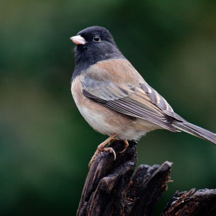 The Charming and Varied World of the Dark Eyed Junco