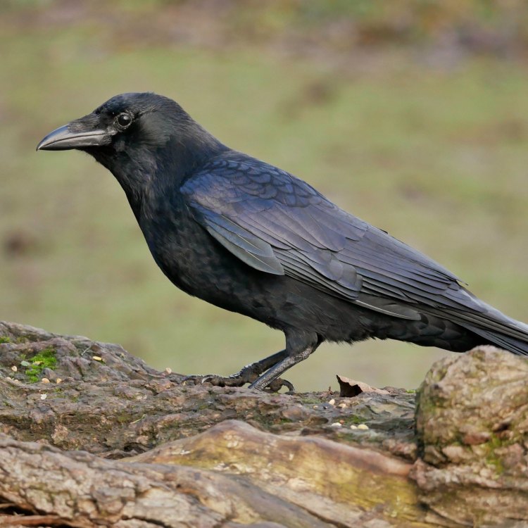 The Fascinating American Crow: Master of Adaptation and Intelligence