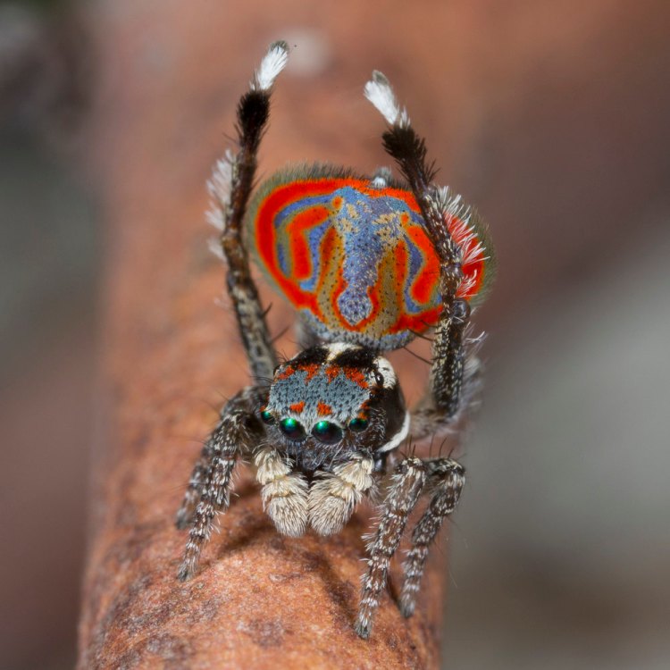 The Astonishing Maratus Peacock Spider: A Colorful Marvel of Australian Arachnids
