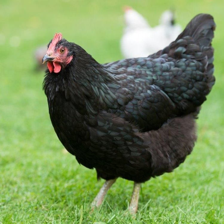 The Versatile and Beloved Australorp Chicken