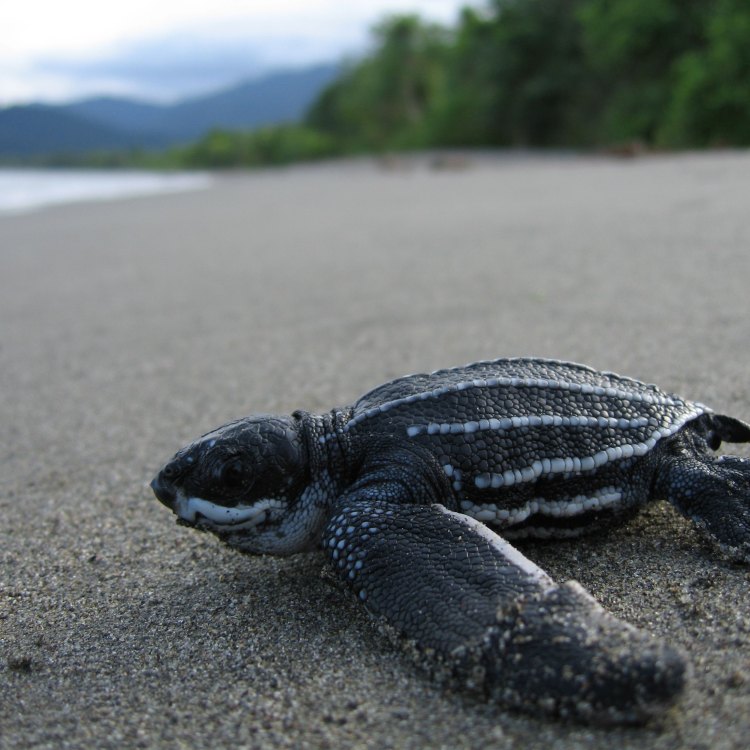 The Mighty Leatherback Sea Turtle: A Marvel of Evolution and Survival