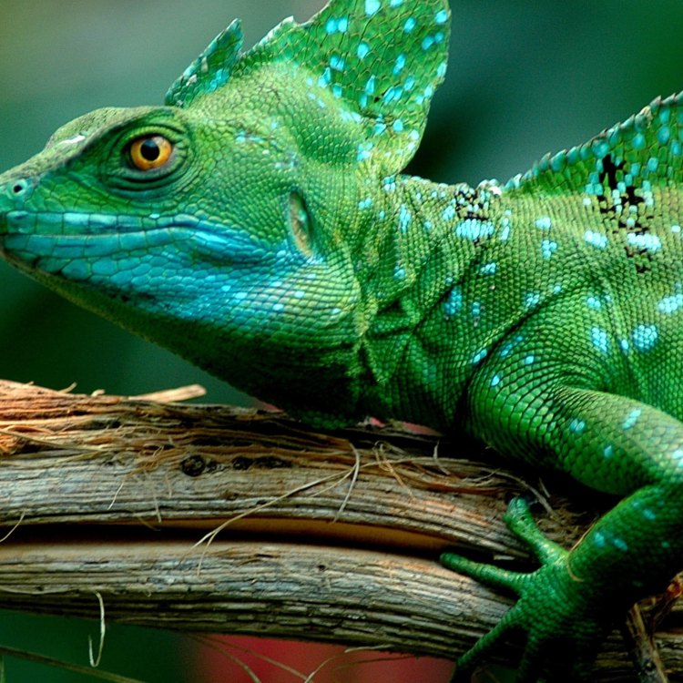The Basilisk Lizard: Master of the Tropical Rainforests