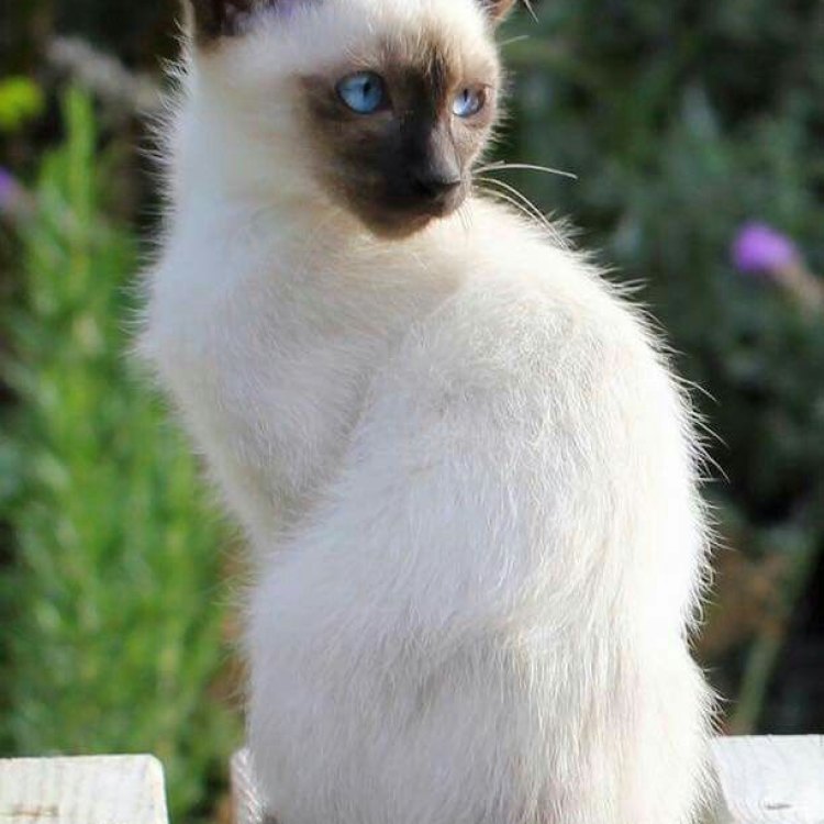 The Regal Siamese: A Feline Masterpiece from Southeast Asia
